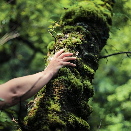 Discover what Kyocera does for the environment hand touching tree